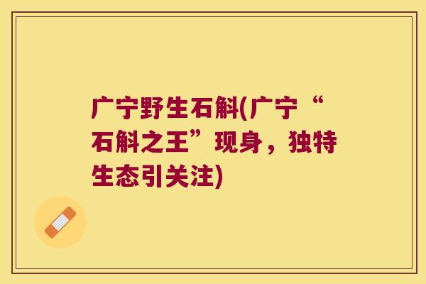 广宁野生石斛(广宁“石斛之王”现身,独特生态引关注) 广宁野生石斛(广宁“石斛之王”现身,独特生态引关注)