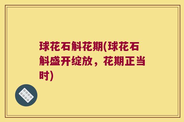 球花石斛花期(球花石斛盛开绽放，花期正当时)