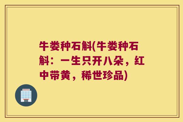 牛娄种石斛(牛娄种石斛：一生只开八朵，红中带黄，稀世珍品)