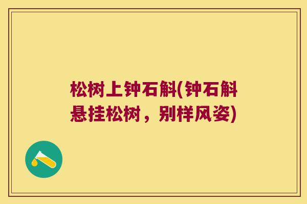 松树上钟石斛(钟石斛悬挂松树,别样风姿) 松树上钟石斛(钟石斛悬挂松树,别样风姿)