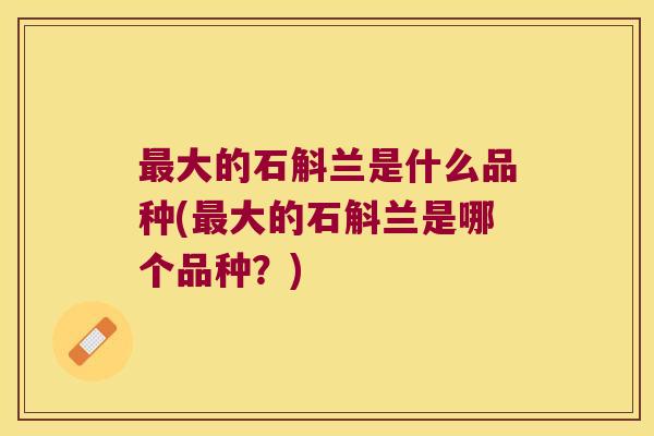 大的石斛兰是什么品种(大的石斛兰是哪个品种？)