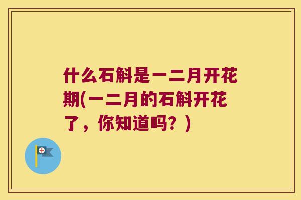 什么石斛是一二月开花期(一二月的石斛开花了，你知道吗？)