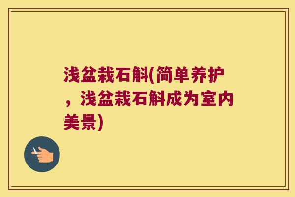 浅盆栽石斛(简单养护，浅盆栽石斛成为室内美景)