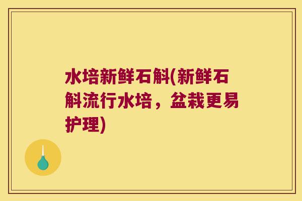 水培新鲜石斛(新鲜石斛流行水培，盆栽更易护理)