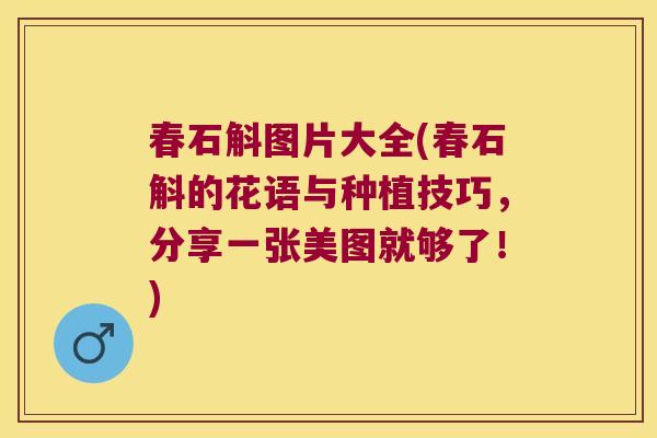 春石斛图片大全(春石斛的花语与种植技巧，分享一张美图就够了！)