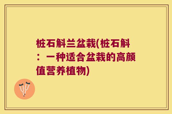 桩石斛兰盆栽(桩石斛：一种适合盆栽的高颜值营养植物)