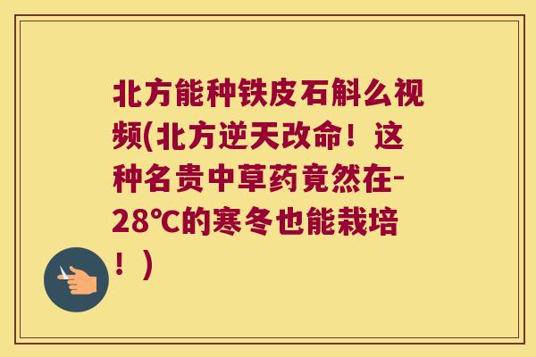 北方能种铁皮石斛么视频(北方逆天改命！这种名贵中草药竟然在-28℃的寒冬也能栽培！)