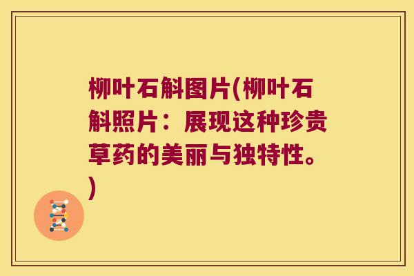 柳叶石斛图片(柳叶石斛照片：展现这种珍贵草药的美丽与独特性。)