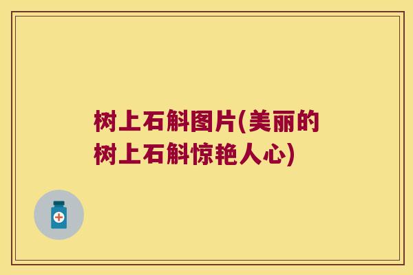 树上石斛图片(美丽的树上石斛惊艳人心)