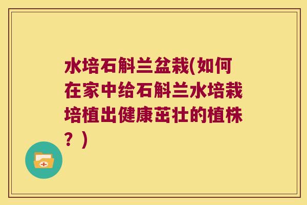 水培石斛兰盆栽(如何在家中给石斛兰水培栽培植出健康茁壮的植株？)