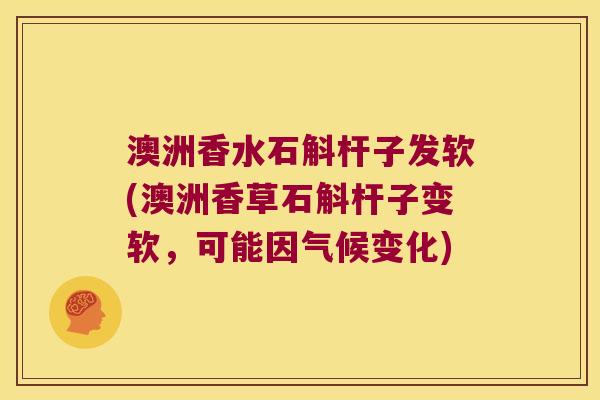 澳洲香水石斛杆子发软(澳洲香草石斛杆子变软，可能因气候变化)