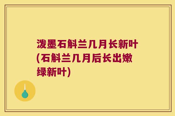 泼墨石斛兰几月长新叶(石斛兰几月后长出嫩绿新叶)