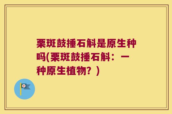 栗斑鼓捶石斛是原生种吗(栗斑鼓捶石斛:一种原生植物?) 栗斑鼓捶石斛是原生种吗(栗斑鼓捶石斛:一种原生植物?)