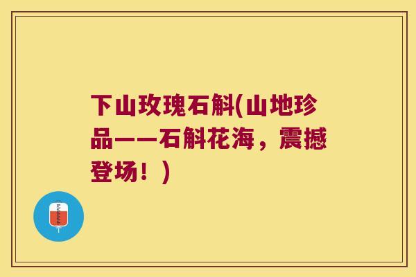 下山玫瑰石斛(山地珍品——石斛花海，震撼登场！)