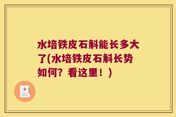 水培铁皮石斛能长多大了(水培铁皮石斛长势如何？看这里！)