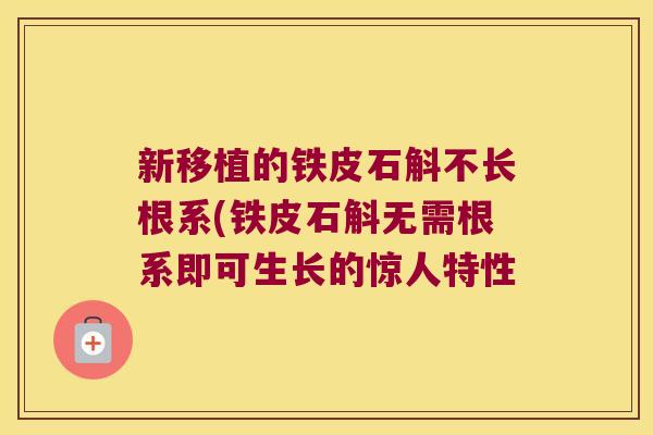 新移植的铁皮石斛不长根系(铁皮石斛无需根系即可生长的惊人特性