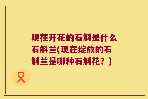 现在开花的石斛是什么石斛兰(现在绽放的石斛兰是哪种石斛花？)