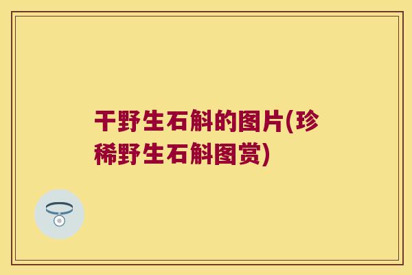 干野生石斛的图片(珍稀野生石斛图赏)