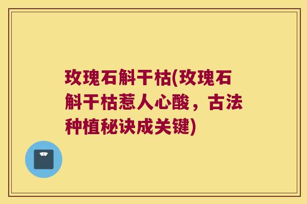 玫瑰石斛干枯(玫瑰石斛干枯惹人心酸，古法种植秘诀成关键)