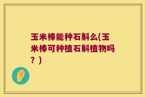 玉米棒能种石斛么(玉米棒可种植石斛植物吗？)