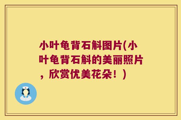 小叶龟背石斛图片(小叶龟背石斛的美丽照片，欣赏优美花朵！)