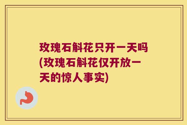 玫瑰石斛花只开一天吗(玫瑰石斛花仅开放一天的惊人事实)