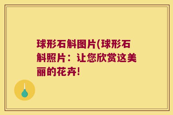 球形石斛图片(球形石斛照片：让您欣赏这美丽的花卉!