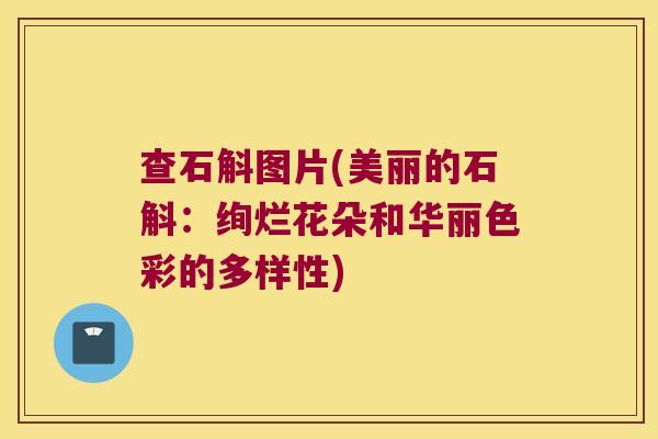 查石斛图片(美丽的石斛：绚烂花朵和华丽色彩的多样性)