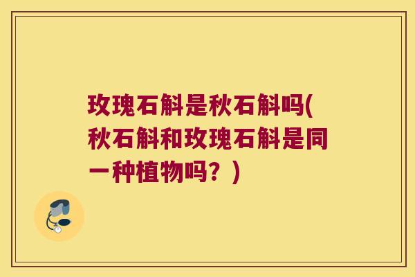 玫瑰石斛是秋石斛吗(秋石斛和玫瑰石斛是同一种植物吗?) 玫瑰石斛是秋石斛吗(秋石斛和玫瑰石斛是同一种植物吗?)