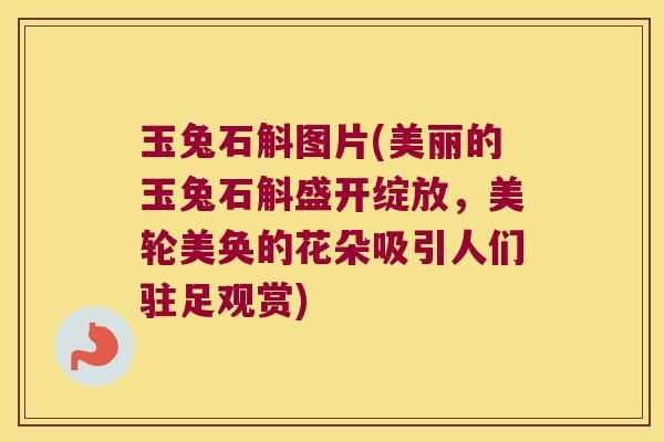 玉兔石斛图片(美丽的玉兔石斛盛开绽放，美轮美奂的花朵吸引人们驻足观赏)