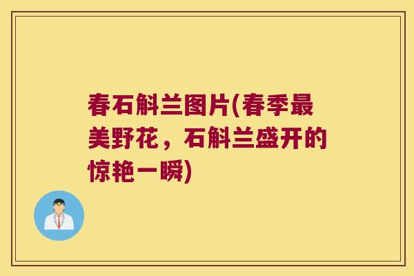 春石斛兰图片(春季美野花,石斛兰盛开的惊艳一瞬) 春石斛兰图片(春季美野花,石斛兰盛开的惊艳一瞬)