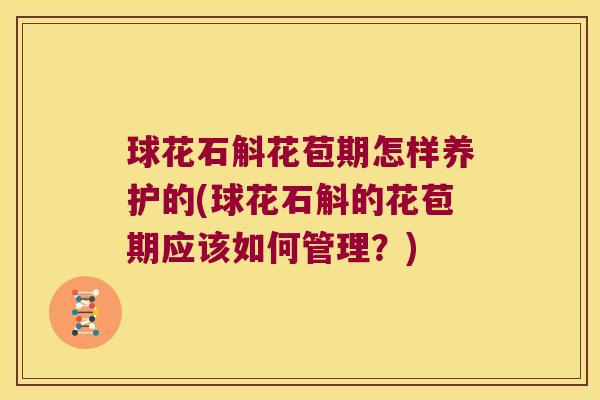 球花石斛花苞期怎样养护的(球花石斛的花苞期应该如何管理？)