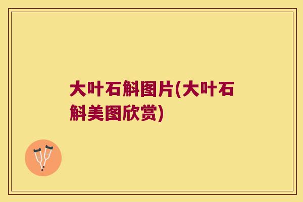 大叶石斛图片(大叶石斛美图欣赏)