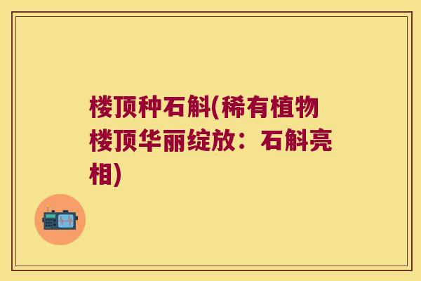 楼顶种石斛(稀有植物楼顶华丽绽放：石斛亮相)