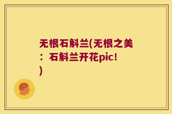 无根石斛兰(无根之美：石斛兰开花pic！)