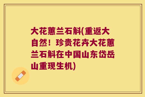大花蕙兰石斛(重返大自然！珍贵花卉大花蕙兰石斛在中国山东岱岳山重现生机)