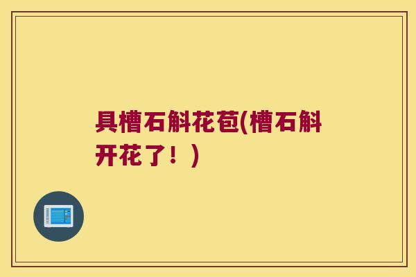 具槽石斛花苞(槽石斛开花了！)