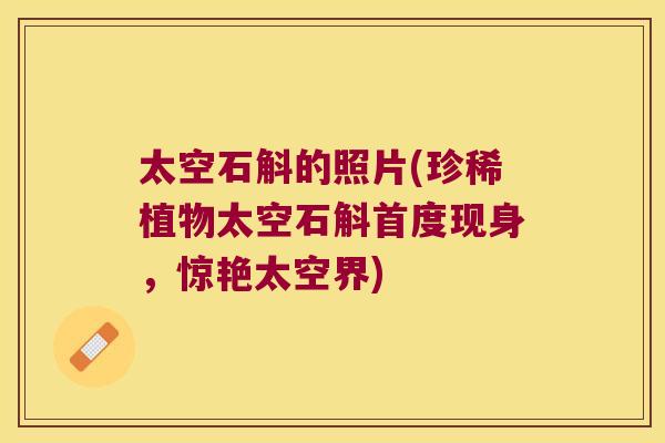 太空石斛的照片(珍稀植物太空石斛首度现身，惊艳太空界)