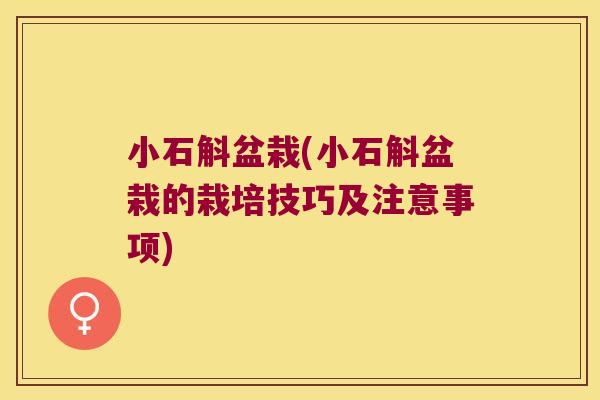 小石斛盆栽(小石斛盆栽的栽培技巧及注意事项)