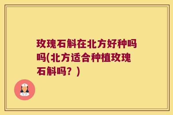 玫瑰石斛在北方好种吗吗(北方适合种植玫瑰石斛吗？)