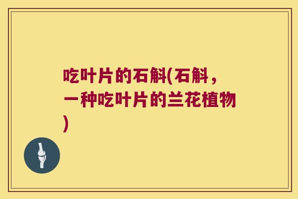 吃叶片的石斛(石斛，一种吃叶片的兰花植物)