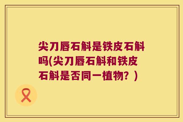 尖刀唇石斛是铁皮石斛吗(尖刀唇石斛和铁皮石斛是否同一植物？)