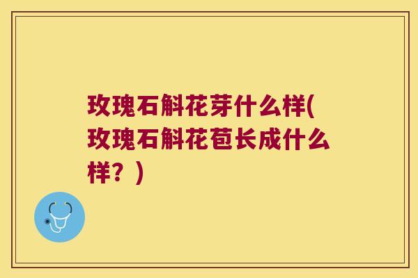 玫瑰石斛花芽什么样(玫瑰石斛花苞长成什么样？)