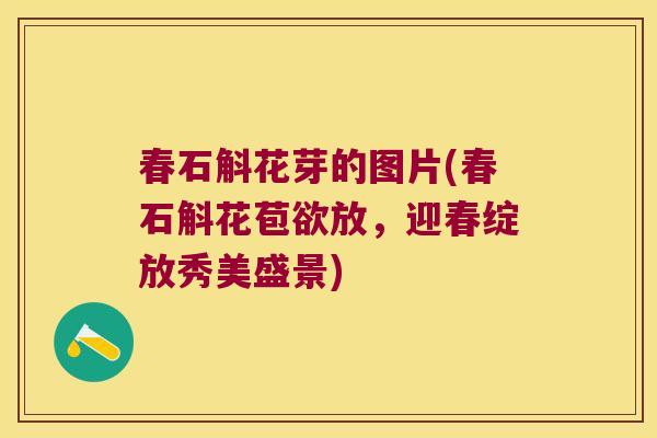 春石斛花芽的图片(春石斛花苞欲放，迎春绽放秀美盛景)
