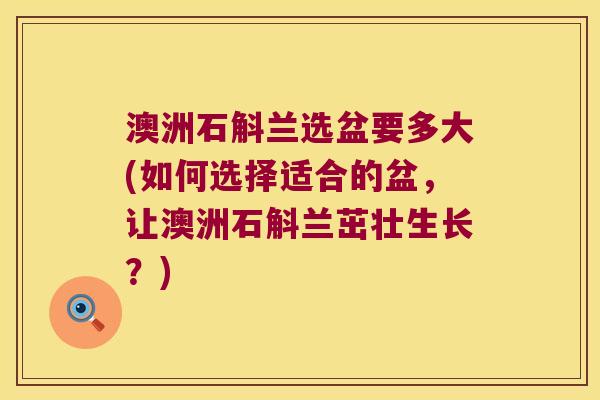 澳洲石斛兰选盆要多大(如何选择适合的盆，让澳洲石斛兰茁壮生长？)