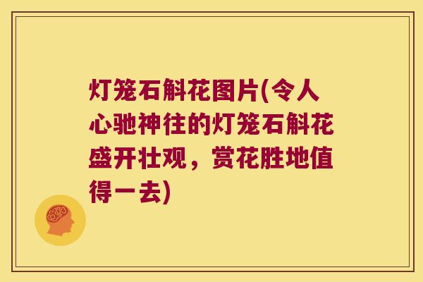 灯笼石斛花图片(令人心驰神往的灯笼石斛花盛开壮观，赏花胜地值得一去)