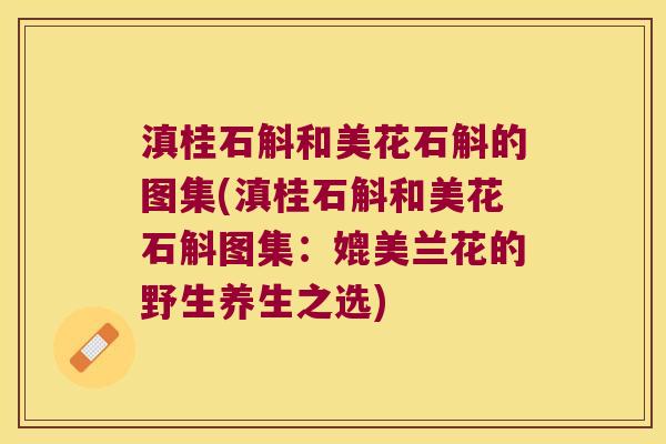 滇桂石斛和美花石斛的图集(滇桂石斛和美花石斛图集：媲美兰花的野生养生之选)