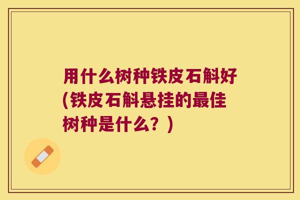 用什么树种铁皮石斛好(铁皮石斛悬挂的佳树种是什么？)
