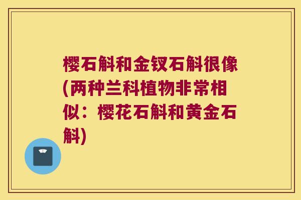 樱石斛和金钗石斛很像(两种兰科植物非常相似：樱花石斛和黄金石斛)