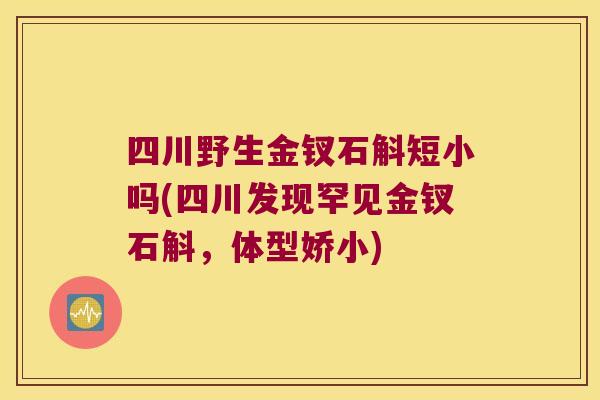 四川野生金钗石斛短小吗(四川发现罕见金钗石斛，体型娇小)